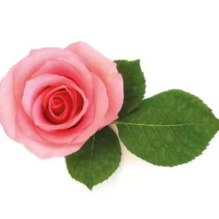 Best Cerf Dellier Extrait De Rose 5% Patisdecor 50 Ml